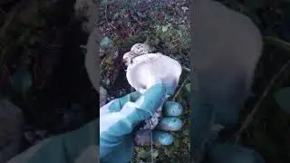 🤍Matsutake🍁Gąski Sosnowe🍂Pine Mushroom #キノコ #jamur #fungus #gribi #pilze #hongos #houby #pnw #shorts