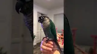 5 Signs Your Bird is Happy