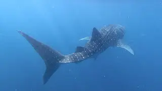Maldives Whale Shark Encounter Baa Atoll ~ Kuday WS503 & Meje WS357