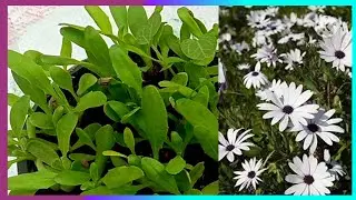 386.Transplanting method and care of African daisy /Dimorphotheca/Cape Marigold Plant