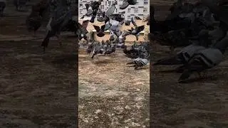 #shortsvideo