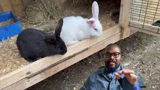 Line Breeding: The Key To Perfecting Your Rabbitry