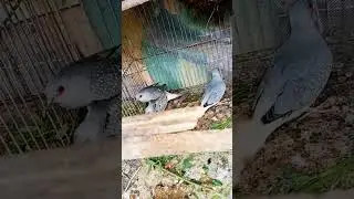 Mashallah &hearts;️ My diamond dove Pair 🥰 breeding season start new season 1 breed come