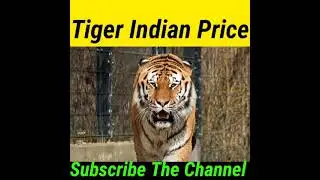 Tiger Price In India #shorts #tiger #dogsbiography