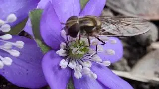 A bee on a Hepatica nobilis or Anemone Hepatica flower, taken with macro camera of mi note 10 pro