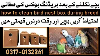 how to clean love birds nest box during breed for protect chicks