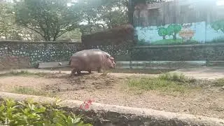 Hippopotamus 🦛 is going to the pool to swim 