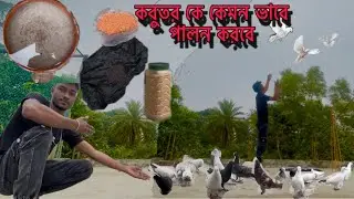 কবুতর কে কেমন ভাবে পালন করবেন!!কবুতর বিরাট ইরান হবে!