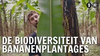 Zijn bananenplantages goed voor de biodiversiteit? | De Buitendienst over Biodiversiteit