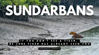 Sundarbans | Patience, Silence & Light | Wildlife Photography in the mangroves