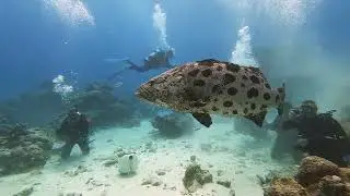 Cod Hole