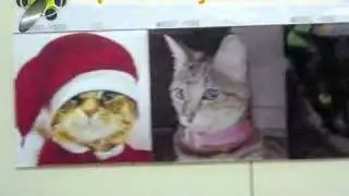 Lenticular animation of a moving cat design using LenBB tile