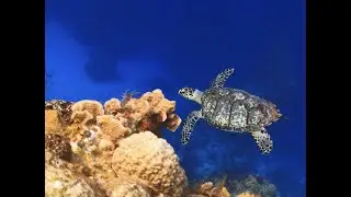 Relaxation Underwater Discovery and Peaceful Music