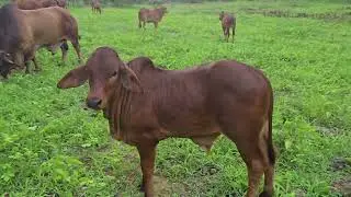 GADO SINDI JA TA COMENDO BEM NO PASTO