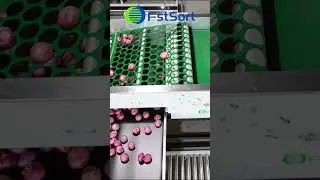 Sorting machine for onion potato garlic,onion grading and packing line,onion processing equipment