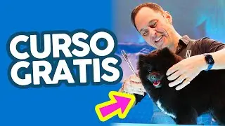 LOS MEJORES TRUCOS para CORTAR el PELO a un POMERANIA ✂️ ✂️