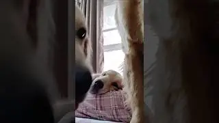 nautanki dogs #goldenretriever #pets #fun #comedyshorts #comedy #funnydog #funnyvideo #youtubeshorts