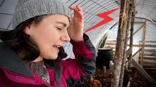 Problems with the Cattle Panel Greenhouse(Vlog)