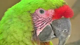 Buffon's Macaw - Exotic Birds