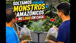 Explorando um Lago Amazônico de Piscina e Libertando Peixes Exóticos! 🌿🐟
