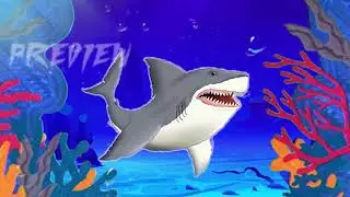 PREVIEW VIDEO OF SHARK NFT