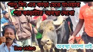 পানু সিং এর কাড়া হেরে যাওয়ার পর কাড়াটার  অবস্থা দেখো live