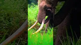 Wild animals Lovers &hearts;️👀🍃✨ #asam