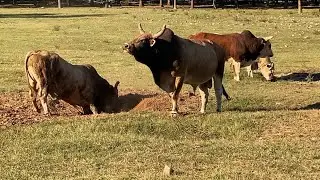 Hangin' with the Bulls