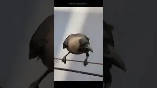 House crow Birds #shorts #nature #wildlife #viral #video