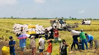  Giống lúa năng suất cao giá thành 8800₫ 1 kg lúa 31/1; nên áp dụng lâu dài tốt cho nông dân.