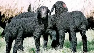 Kazakhstani Sheep Breeding: The Legacy of Baltabay Meirov
