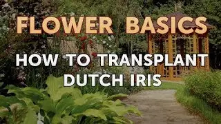 How to Transplant Dutch Iris