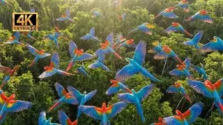 Relaxing Walk in the Amazon: River's Edge, Macaw Clay Licks & Jaguar Territory