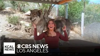 Wolf Connection | Let's Go Places