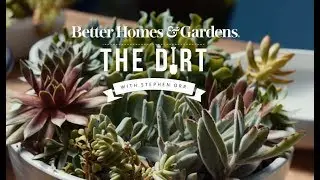 How to Plant a Succulent Dish Garden | The Dirt | Better Homes & Gardens