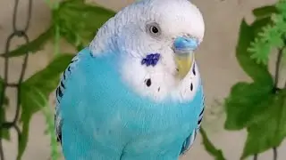 Love Birds | Australian Parrots | Budgies Breeding Pair | Budgies Family🦜🐦😘💕