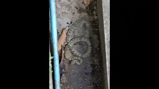 A Kukri snake in the garden! I am intrigued by snakes but keep a healthy distance!