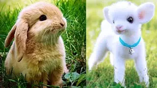 Want a Cuteness Overload Watch These 10 Pets Now