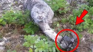 The Ranger Rescued a Trapped Lynx, Only to Discover an Incredible Twist Later...