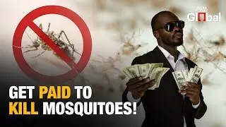 Philippines Pays Cash For Mosquitoes Amid Deadly Dengue Outbreak