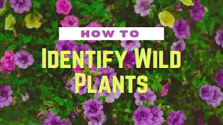 How to Identify Wild Plants - A Beginner's Tutorial on Newcomb's Field Guide