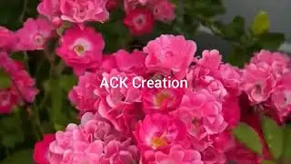 Beauty of nature #rose#flower#garden#rose flowers #flowers garden #viral video#beautiful rose#tulilj