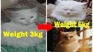 SNOW(CAT) Transformation - Dog Biting Case - Cat Health -  Cat Adoption || Vet Furqan Younas