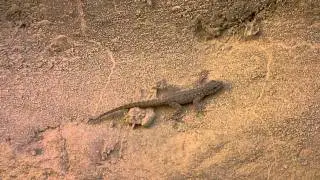 Rock semaphore gecko (Pristurus rupestris) - Al Ain Oasis