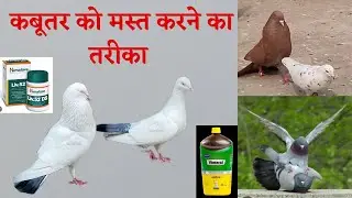 Vimeral ke fayde | Kabutaro ko bimariyo se kaise bachaye