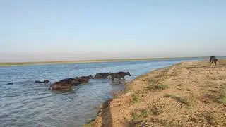 الجاموس في جنوب العراق | اهوار مدينة البصرة