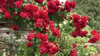 Strolling Around a Rose Garden on a Cloudy Day 🌹🌹 (University of British Columbia’s Rose Garden)