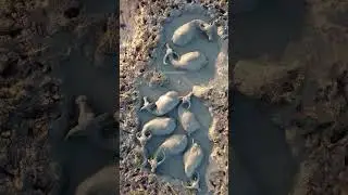 Buffaloes bathing in water #buffalo #bond #bath #water #mud #mudbath #cute #nature #wildlife HA14109