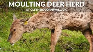 Herd Of Moulting Deer, St Clether, Cornwall, UK