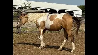 FF French Pretty Pep - 2023 filly - Free Movement 9-17-24
